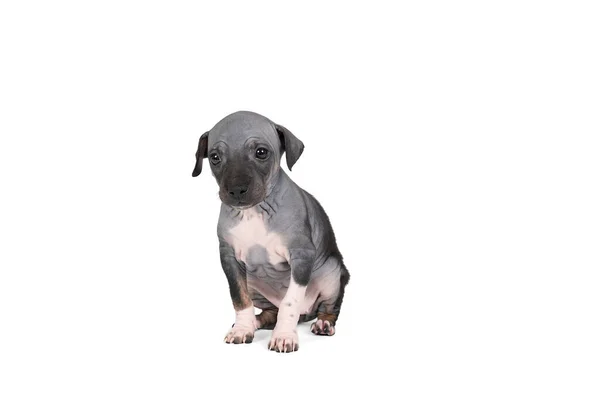 American Hairless Terrier Puppy Isolated White Background — Stock Photo, Image