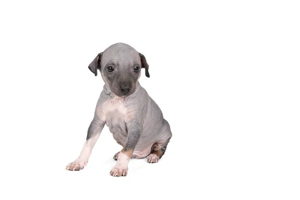 Chiot American Hairless Terrier Isolé Sur Fond Blanc — Photo