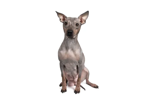 Retrato Cão American Hairless Terrier Isolado Contra Fundo Branco — Fotografia de Stock