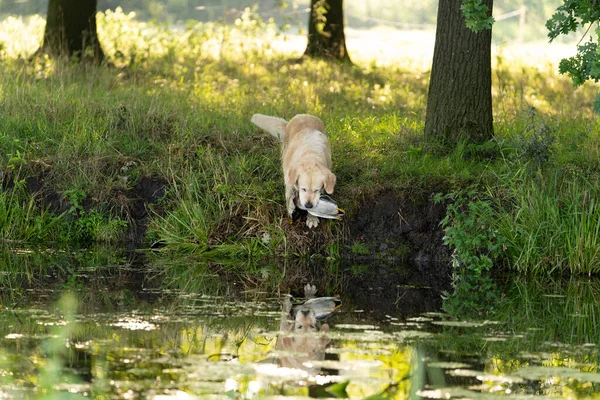 Chasseur Avec Labrador Jaune Debout Dans Champ Attente — Photo