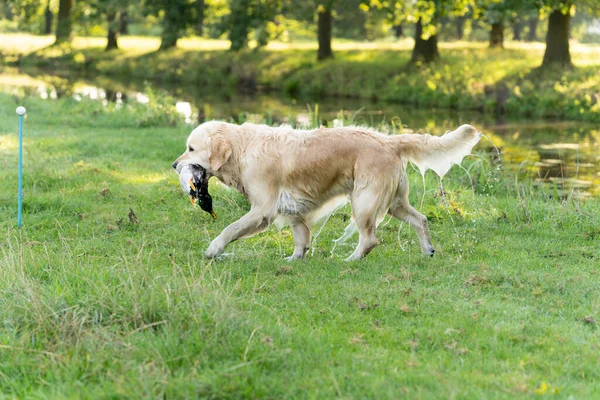 Golden Retriever Amarillo Que Trae Pato Para Dueño Cazador — Foto de Stock