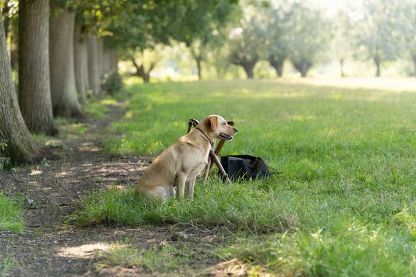 Cão Labrador Amarelo Sentado Campo Espera Seu Desafio Caça — Fotografia de Stock