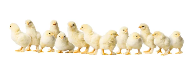 Panorama Many Young Fluffy Yellow Easter Baby Chickens Standing White — Stock Photo, Image