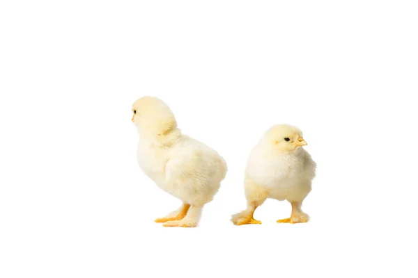 Young Fluffy Yellow Easter Baby Chickens Standing White Background — Stock Photo, Image