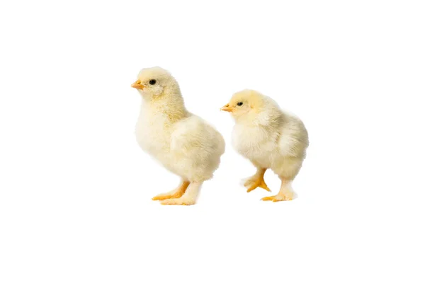 Young Fluffy Yellow Easter Baby Chickens Standing White Background — Stock Photo, Image