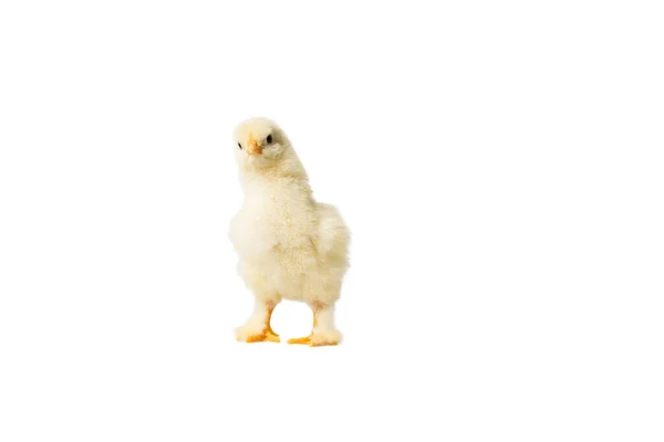 Young Fluffy Yellow Easter Baby Chickens Standing White Background — Stock Photo, Image