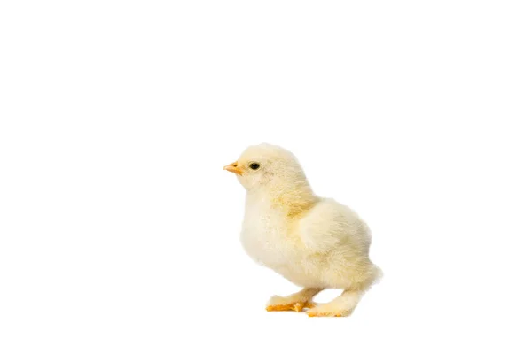 Jeunes Poulets Jaunes Moelleux Pâques Debout Sur Fond Blanc — Photo