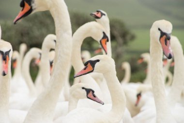 Beyaz Dilsiz Kuğu sürüsünün yakın plan görüntüsü - Cygnus Olor