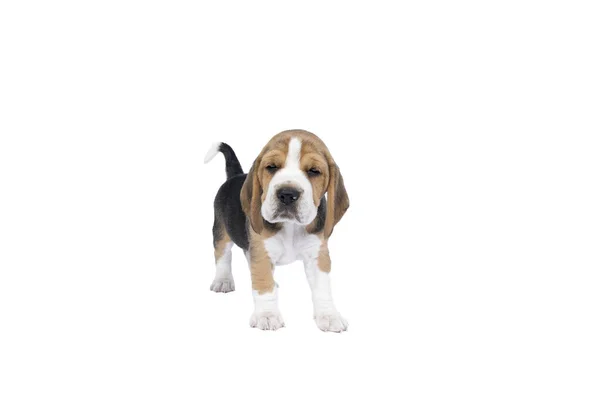 Ένα Πορτρέτο Ενός Κουταβιού Beagle Στέκεται Απομονωμένο Ένα Λευκό Φόντο — Φωτογραφία Αρχείου