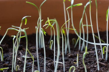 topraktan genç lahanası