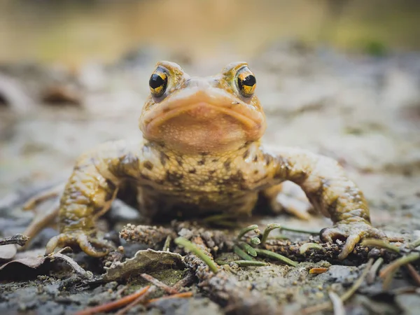 Portrait European Common Brown Frog Rana Temporaria Sitting Still Mud — Stock Photo, Image