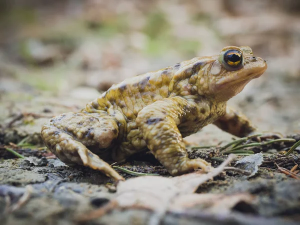 European Common Brown Frog Rana Temporaria Sitting Still Mud — Stock Photo, Image