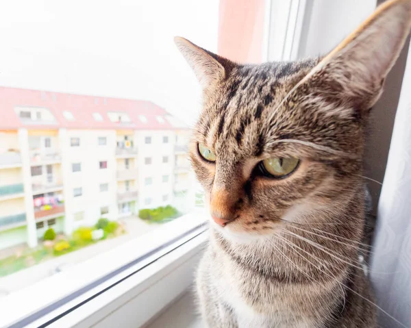 Jeune Chat Concentré Regardant Par Fenêtre — Photo