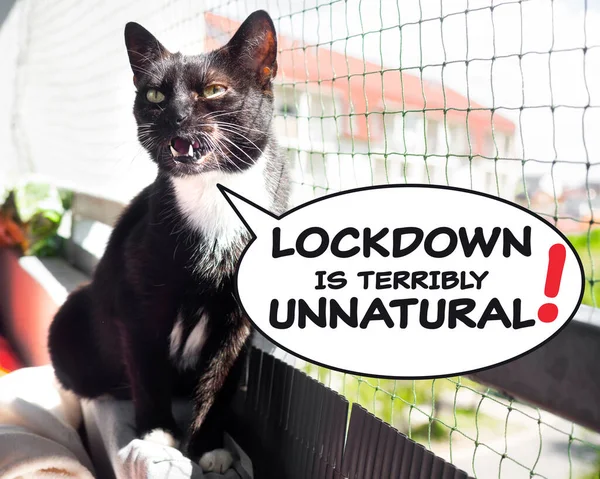 Wściekły Kot Mówi Głośno Przeciwko Szlabanowi Podczas Światowej Blokady — Zdjęcie stockowe