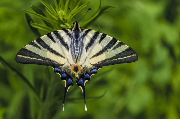 Zooloji notlar, kelebek, doğa, papilio