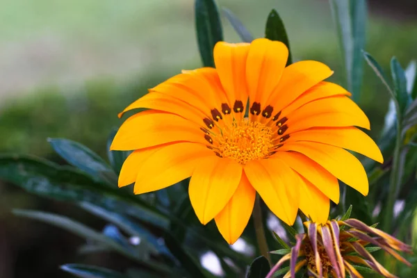 Amarillo y el contraste de la Gerbera — Foto de Stock