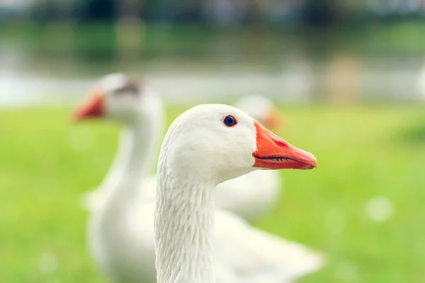 Contrast colors of fauna and flora with a flock of ducks