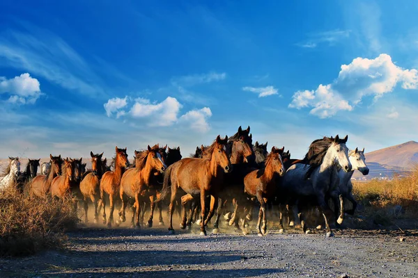 Дикі коні біжать на природі — стокове фото