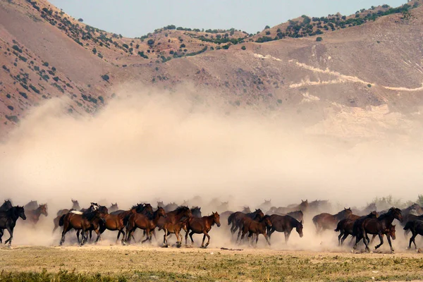 Koni, zwierząt, farm, brown, natura, biegania, krajobraz, stada — Zdjęcie stockowe