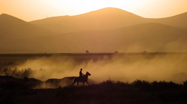 Paard, dier, boerderij, bruin, natuur, hardlopen, landschap, kudde — Stockfoto