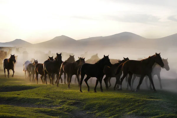 Koni, zwierząt, farm, brown, natura, biegania, krajobraz, stada — Zdjęcie stockowe