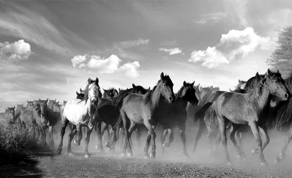 Cavalos galopantes preto e branco . — Fotografia de Stock