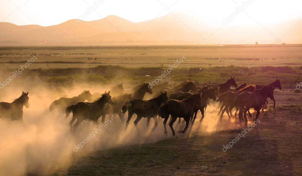 Herd of horse are running