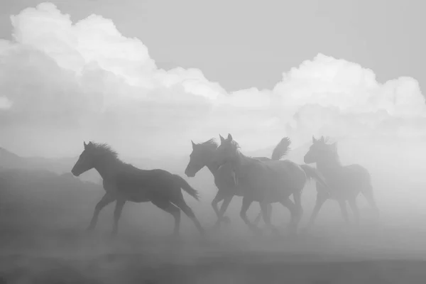 Стадо коня біжить — стокове фото