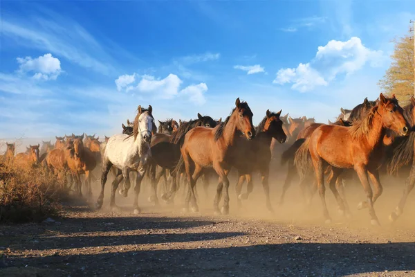 Коні на природі. Коні бігають . — стокове фото