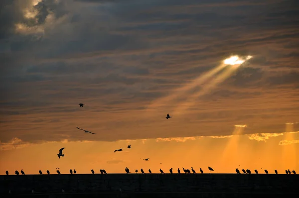 sunset sky birds