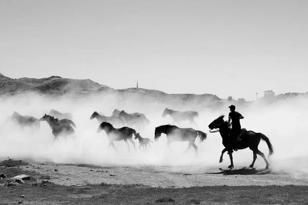 O rebanho de cavalos está a correr. — Fotografia de Stock