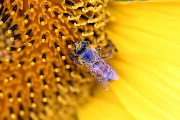 Bee over bloem — Stockfoto