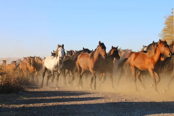 Коні на природі. Коні бігають . — стокове фото