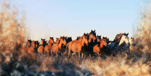 Коні бігають з бризкою — стокове фото