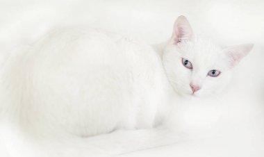 Beyaz kedi esprili göz fotoğraf