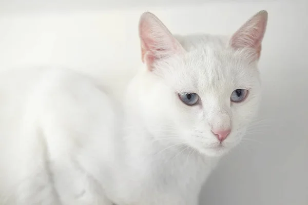 白色的猫咪机智看写真 — 图库照片