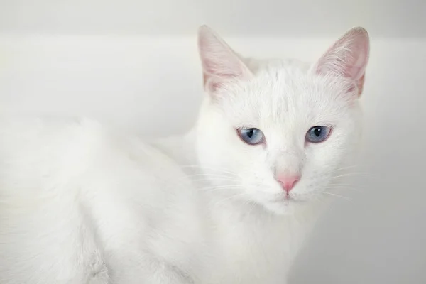 흰색 고양이 재치 있는 모습 사진 — 스톡 사진