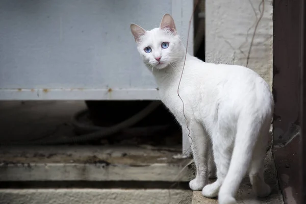 Άσπρη γάτα πνευματώδης βλέμμα φωτογραφία — Φωτογραφία Αρχείου