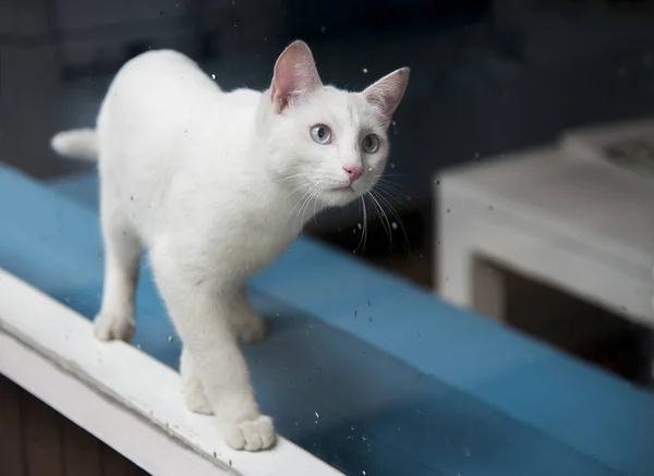 Branco gato espirituoso olhar foto — Fotografia de Stock