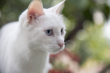 Beyaz kedi esprili göz fotoğraf