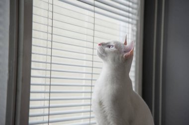 Beyaz kedi esprili göz fotoğraf