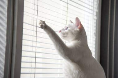 Beyaz kedi esprili göz fotoğraf