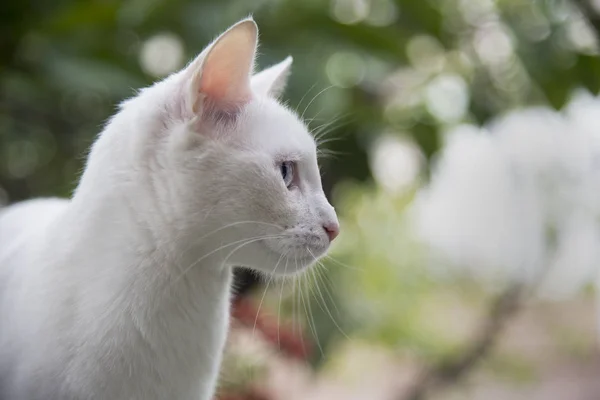 白色的猫咪机智看写真 — 图库照片