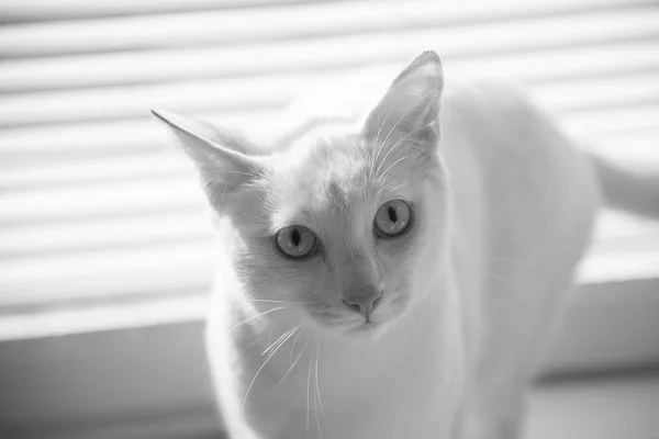 Branco gato espirituoso olhar foto — Fotografia de Stock