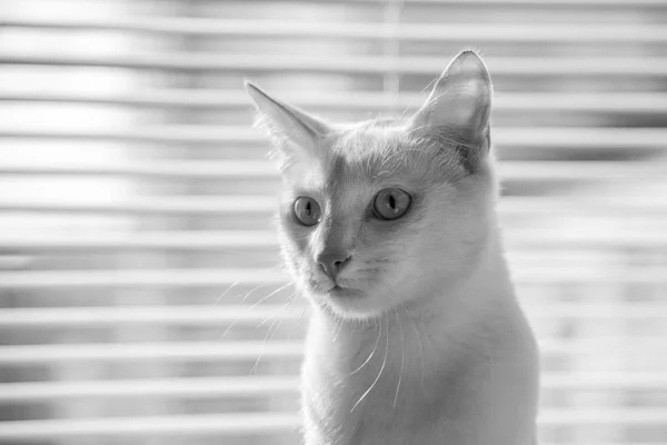 White cat witty look photo — Stock Photo, Image