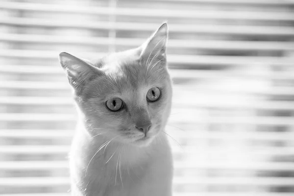 แมวสีขาวมีไหวพริบดูภาพถ่าย — ภาพถ่ายสต็อก