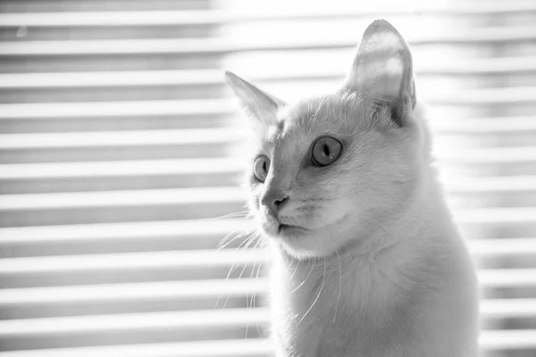 White cat witty look photo — Stock Photo, Image