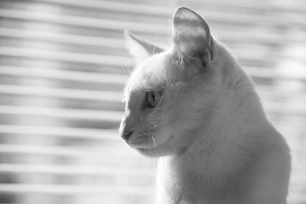 White cat witty look photo — Stock Photo, Image