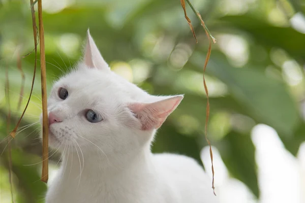 白色的猫咪机智看写真 — 图库照片