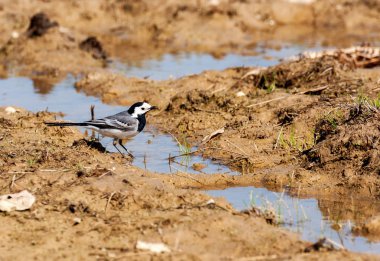 görüntü arka plan ile peyzaj açık doğada yabani kuş 